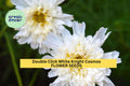 Double Click White Knight Cosmos Seeds – Frilly White Double Blooms, Annual, Cosmos bipinnatus, Cottage Gardens & Cut Flowers