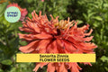 100+ Senorita Zinnia Seeds – Magenta-Pink Blooms, Heat-Tolerant Annuals for Gardens & Pollinator Beds – Zinnia elegans