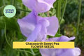 50+ Chatsworth Sweet Pea Seeds – Fragrant Lavender-Blue Blooms, Climbing Vines for Gardens & Bouquets, Lathyrus odoratus