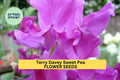 50+ Purple Sweet Pea Seeds – Fragrant Climbing Vines for Gardens, Trellises & Bouquets – Lathyrus odoratus