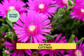 Magenta Ice Plant Cuttings 5-Pack | Delosperma cooperi Drought-Tolerant Ground Cover Succulent Starter Set