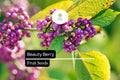 Beautyberry Seeds – Callicarpa americana Native Shrub with Vibrant Purple Berries for Wildlife Gardens, Ornamental Landscaping