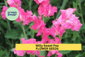 50+ Sweet Pea Seeds Lilac Fragrant Climbing Vines for Trellises & Bouquets | Lathyrus odoratus