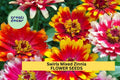 100+ Swirls Mixed Zinnia Seeds – Striped & Bi-Color Blooms for Garden Borders, Pollinator Gardens, and Cut Flowers – Zinnia elegans