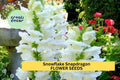 Snowflake Snapdragon Seeds 1000+ White Antirrhinum majus for Borders, Cut Flowers & Pollinator Gardens