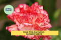 Rock Pink Carnation Seeds – Bright Pink Ruffled Blooms, Fragrant Dianthus caryophyllus for Borders, Cut Flowers & Gardens