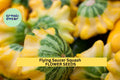 Flying Saucer Squash Seeds – Pattypan Yellow & Green Edible Summer Variety – Cucurbita pepo, Compact Plant for Garden & Container Planting
