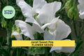 50+ Janet Sweet Pea Seeds – Soft Pink Fragrant Climbing Vines for Gardens, Fences & Bouquets – Lathyrus odoratus
