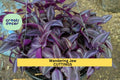 Tradescantia Cutting Mystery Pack – 10 Varieties, Colorful Wandering Jew Plants, Unrooted Starter, Houseplant Propagation, Tradescantia spp.