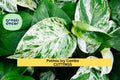 6 Pothos & Philodendron Cuttings Pack | Marble Queen, Brasil, N’Joy | Indoor Trailing Plants | Propagation Starter Kit