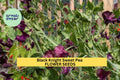 Black Knight Sweet Pea Seeds – Deep Maroon Fragrant Climbing Vines for Gardens & Bouquets – Lathyrus odoratus, 50+ Seeds