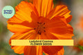 Ladybird Cosmos Seeds 200+ Red Orange Yellow Annual Pollinator-Friendly Garden Planting Cosmos sulphureus
