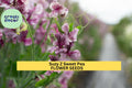 50+ Suzy Z Sweet Pea Seeds Bright Pink Fragrant Climbing Vines for Trellises Fences & Bouquets Lathyrus odoratus
