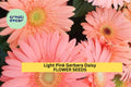 Light Pink Gerbera Daisy Seeds – 200+ Premium Gerbera jamesonii for Borders, Containers & Bouquets