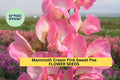 50+ Mammoth Cream Pink Sweet Pea Seeds – Fragrant Climbing Vines for Gardens, Bouquets & Trellises – Lathyrus odoratus