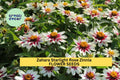 100+ Zahara Starlight Rose Zinnia Seeds – White & Rose Two-Tone Blooms, Heat-Tolerant Annuals, Zinnia marylandica for Garden & Containers