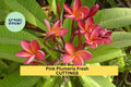 Pink Plumeria Cuttings 2 Pack | Unrooted 10” Frangipani Tree Starter | Pink Flowers | Plumeria rubra