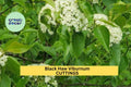 Blackhaw Viburnum Cutting – Viburnum prunifolium Native Shrub for Hedges, Wildlife Gardens, Ornamental Borders