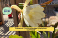 Epiphyllum Crenatum ‘Chichicastenango’ Cuttings – Orchid Cactus Starter Stems for Pots & Hanging Baskets