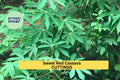 Organic Sweet Red Cassava Cuttings – Manihot esculenta, Yuca Stem for Planting, Tropical Root Crop, Edible Tubers, Drought-Tolerant