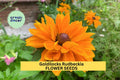 200+ Goldilocks Rudbeckia Seeds – Golden-Orange Double Blooms, Pollinator-Friendly Annuals, Rudbeckia hirta for Gardens and Borders