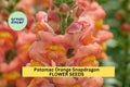 1000+ Potomac Orange Snapdragon Seeds – Tall Orange Blooms for Garden, Cut Flowers & Borders – Antirrhinum majus