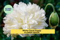 White Cloud Poppy Seeds – 200+ Pure White Papaver somniferum Annual for Borders & Cottage Gardens