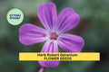 Herb Robert Geranium Seeds – Pink Flowers & Lacy Foliage – Shade-Tolerant Groundcover – Geranium robertianum – 25+ Seeds