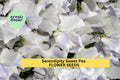 50+ Serendipity Sweet Pea Seeds – Lavender & Pink Fragrant Climbing Vines for Garden, Trellises, Fences, Cottage Gardens, Lathyrus odoratus