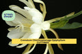 Epiphyllum Crenatum Chichicastenango Cuttings – Orchid Cactus Stem, Night-Blooming Exotic Plant for Pots & Hanging Baskets