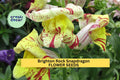 Brighton Rock Snapdragon Seeds – 1000+ Bicolor Antirrhinum majus for Borders, Bouquets & Garden Planting