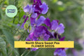 50+ North Shore Sweet Pea Seeds – Fragrant Violet Blooms, Climbing Vines for Trellises & Bouquets, Lathyrus odoratus