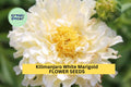 Kilimanjaro White Marigold Seeds – Creamy White Double Blooms for Borders, Pots & Garden Beds – Tagetes erecta, 25+ Seeds