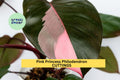 Pink Princess Philodendron Cutting – High Variegation, Rare Unrooted Stem, Philodendron erubescens, Indoor Houseplant Propagation