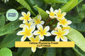 Yellow Plumeria Cuttings – 10" Unrooted Single-Head Stems – Tropical Flowering Tree – Plumeria rubra