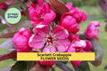 Scarlett Crabapple Seeds – Ornamental Tree Seeds with Pink Flowers & Red Fruit – Malus spp. for Garden Landscaping