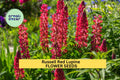 Russell Red Lupine Seeds – Perennial Scarlet Flower Spikes for Borders, Pollinator-Friendly Garden Planting – Lupinus polyphyllus
