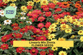 100+ Linearis Mix Zinnia Seeds – Drought-Tolerant Annuals for Borders, Containers, Garden, Zinnia linearis