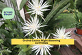 2 Epiphyllum Hookeri Cuttings – Night-Blooming Orchid Cactus Stems for Hanging Baskets & Tropical Displays