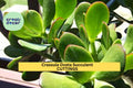 8 Jade Plant Cuttings – Crassula ovata Succulent Stems for Propagation, Pots, Indoor Garden, Easy Rooting