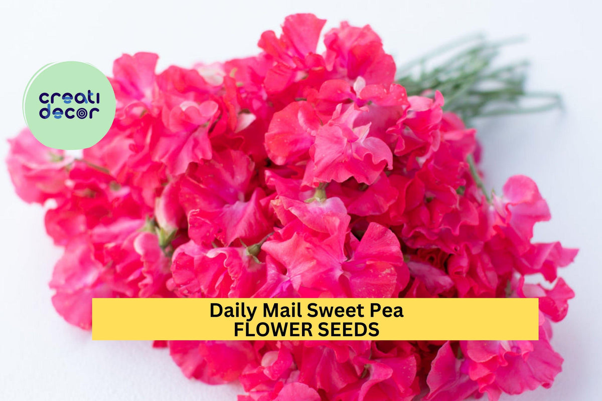 50+ Daily Mail Sweet Pea Seeds, Fragrant Deep Purple Blooms, Climbing Vines for Trellises & Bouquets, Lathyrus odoratus