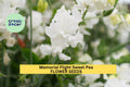 Memorial Flight Sweet Pea Seeds – Soft Blue Fragrant Climbing Vines for Gardens, Trellises & Bouquets – Lathyrus odoratus, 50+ Seeds