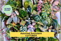 25 Assorted Succulent Cuttings Pack – Mixed Varieties for Pots & Arrangements – Easy Rooting Starter Set – Echeveria, Sedum, Crassula
