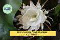 Queen of the Night Orchid Cactus Cuttings – Epiphyllum oxypetalum, 4–6" Fragrant Night Blooming White Flowers, Indoor Tropical Plant