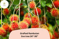 Grafted Rambutan Tree – Live Tropical Exotic Fruit Plant – Nephelium lappaceum – 24–36 Inches Tall