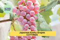Organic Koshu Grape Cuttings – 5 Unrooted Hardwood Vines for Grafting, Rare Japanese White Wine Grape, Vitis vinifera