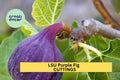 LSU Purple Fig Scion Cuttings – Unrooted Hardwood for Grafting, Ficus carica 'LSU Purple', Sweet Purple Skinned Fruit, 5-Pack