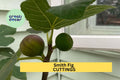 Smith Fig Cuttings 5-Pack with Free Willow Water – Unrooted Hardwood Propagation Ficus carica 'Smith'