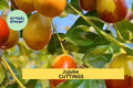 5 Sherwood Jujube Cuttings – Chinese Red Date, Tao Tau, Hong Zao – Ziziphus jujuba Hardwood Propagation for Grafting
