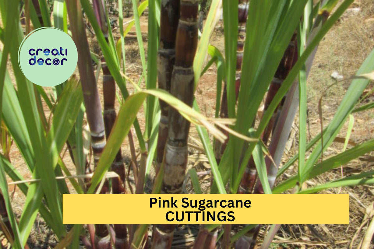 Pink Sugarcane Cuttings – Rooted 5-Pack with 10+ Nodes – Saccharum officinarum – Tropical Edible Garden or Container Plant
